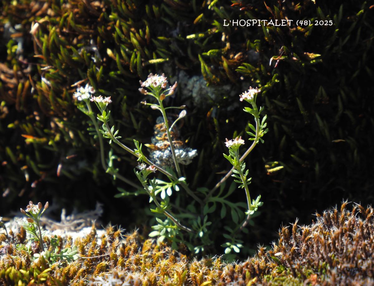 Chamois cress, Rock plant